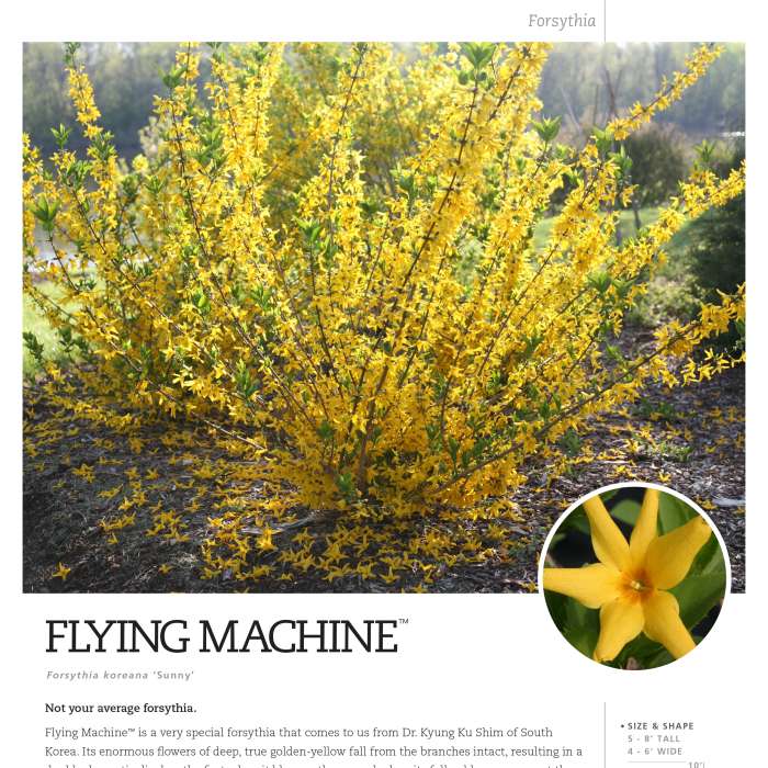 Preview of Flying Machine® Forsythia Spec Sheet PDF