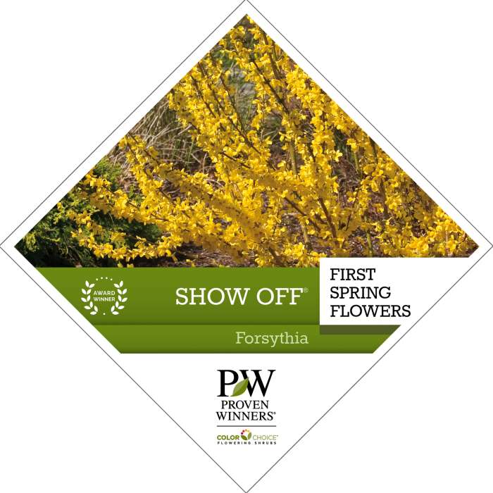 Preview of Show Off® Forsythia Tag PDF