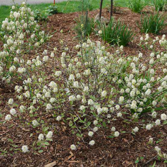 Legend of the Small™ with white blooms 