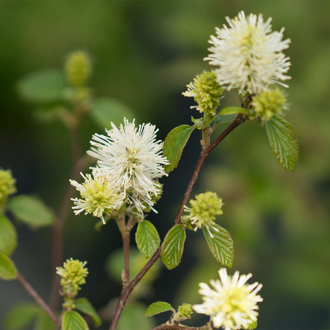 Close-up of Legend of the Fall bottlebrush's white flowers.