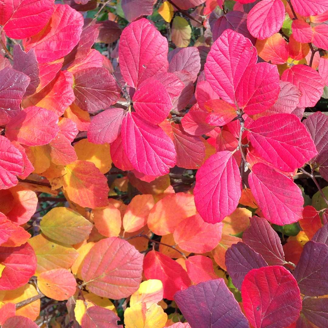 Close-up of Legend of the Fall bottlebrush's fall foliage color