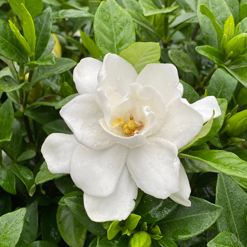 close up of a white flower of Pillow Talk gardenia