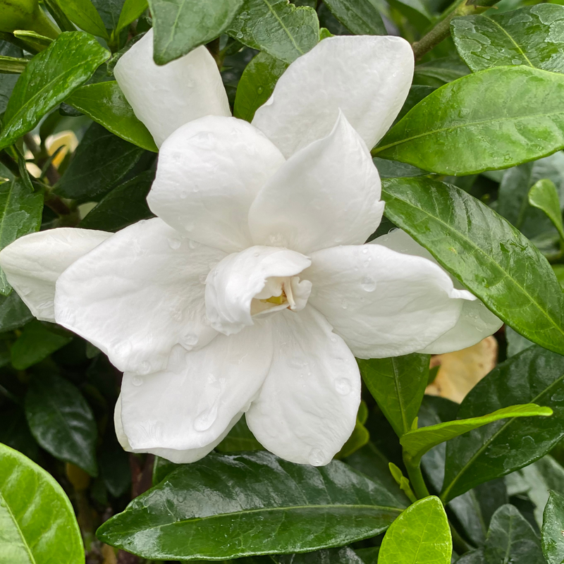 close up of a Pillow Talk gardenia flower