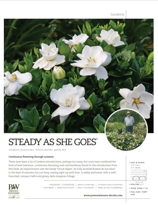 Steady as She Goes™ Gardenia spec sheet - Spring Meadow Nursery