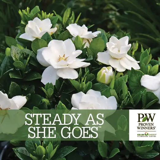 Steady as She Goes® Gardenia Benchcard - Spring Meadow Nursery