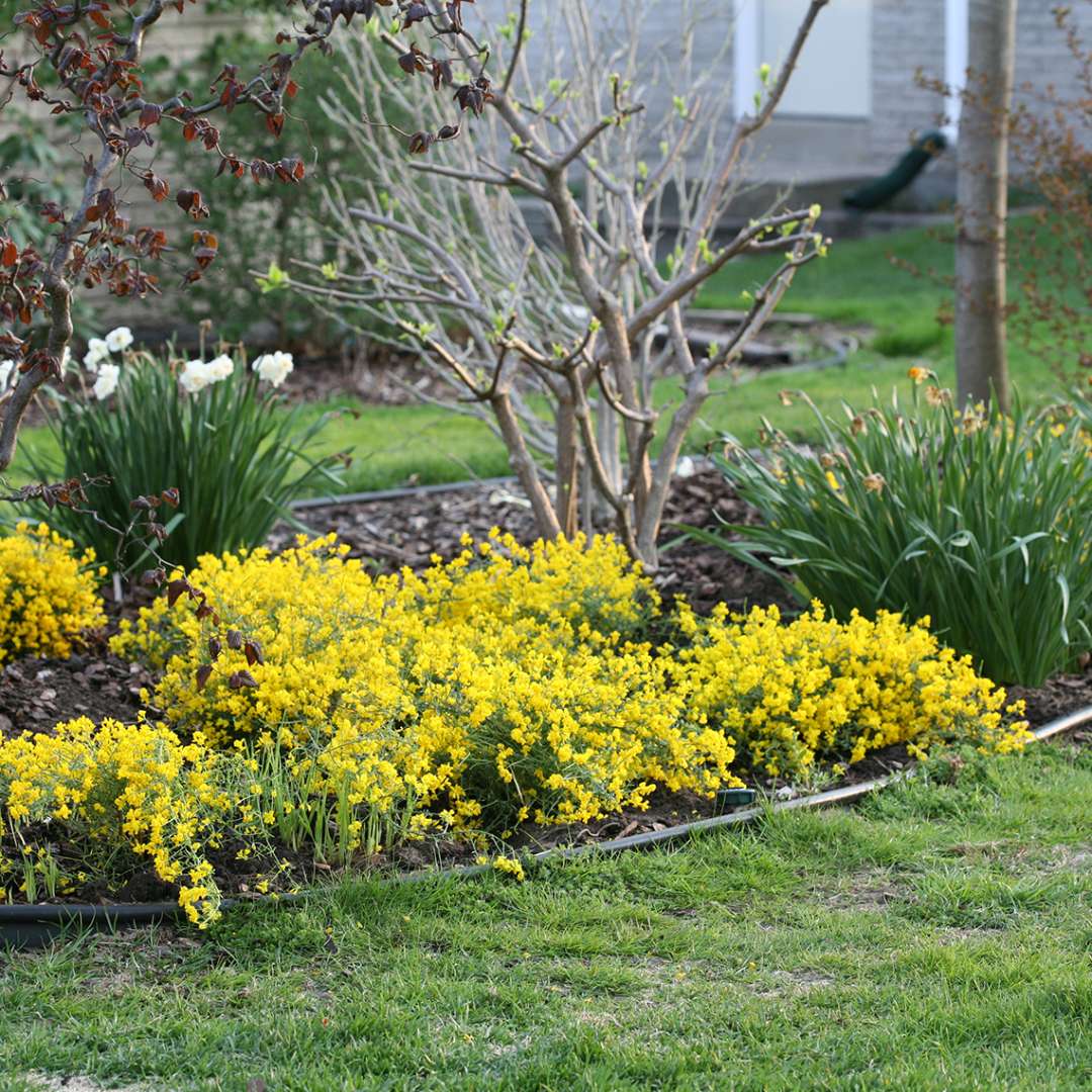 Bangle Genista abundant yellow blooms in the landscape