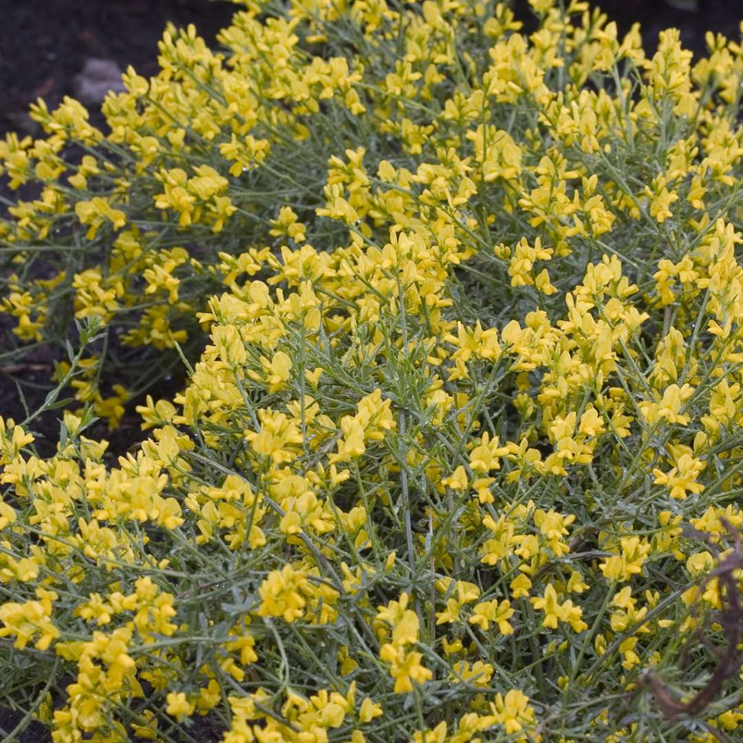 Close up of yellow Bangle Genista blooms