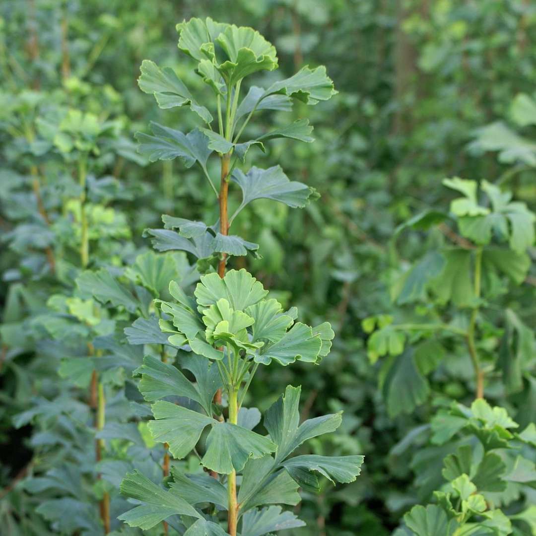 Close view of blue-green Skinny Fit ginkgo foliage.