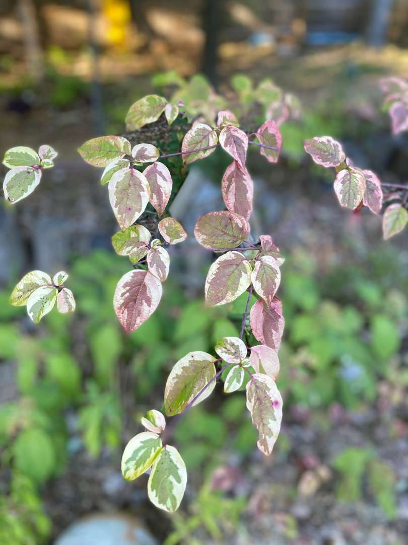 close up of Golden Shadows pagoda dogwood's foliage with red fall color emerging on leaves