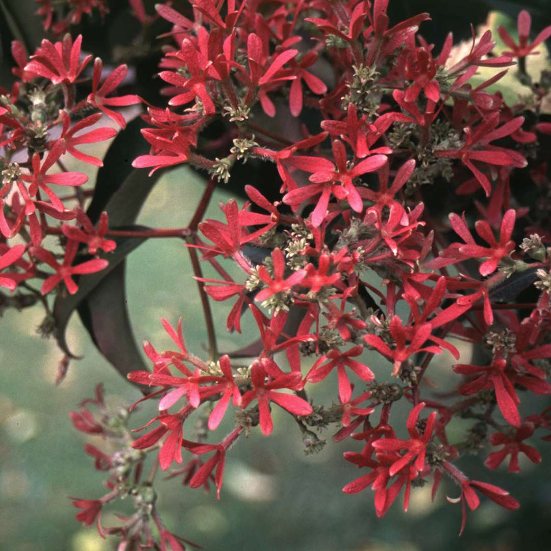 Close up of red Heptacodium blooms