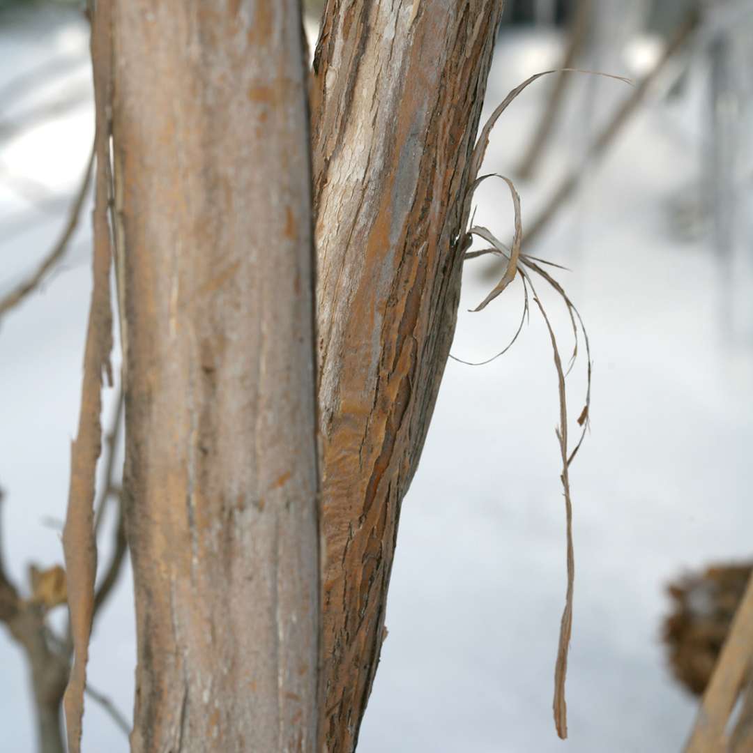 Close up of Heptacodium bark