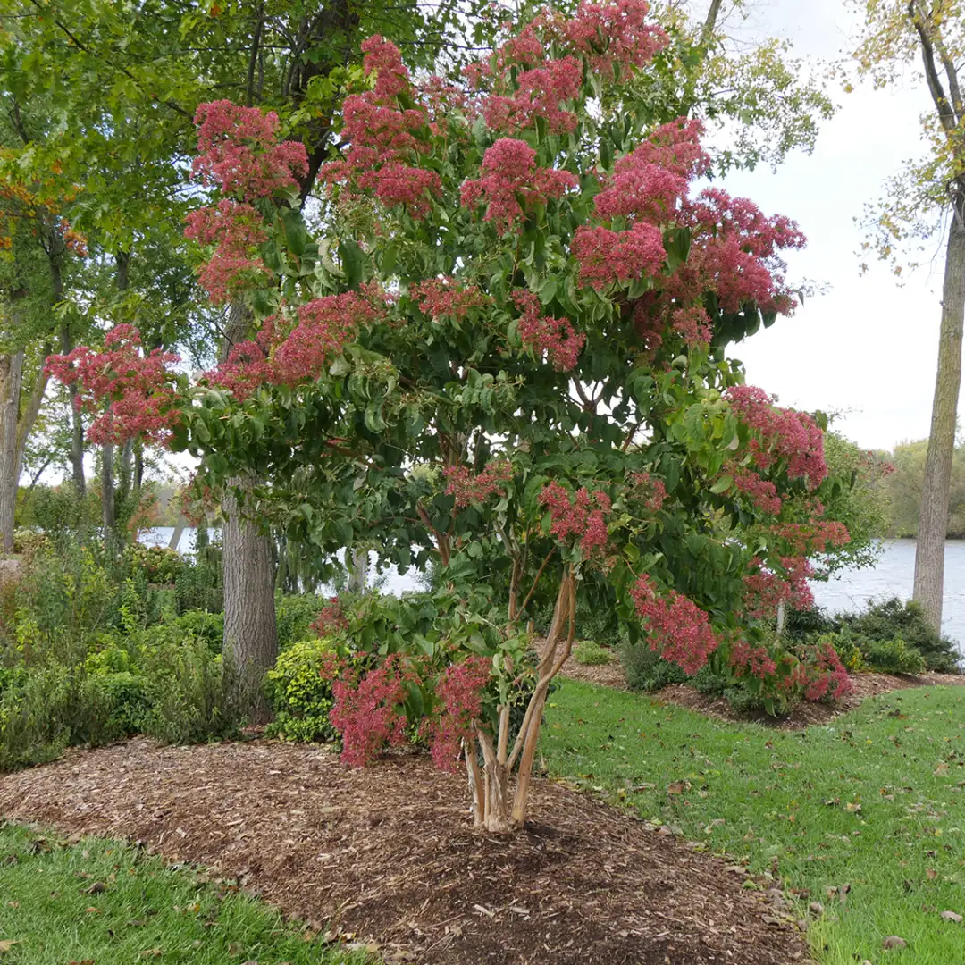 Temple of Bloom Seven-son flower red/pink blooms