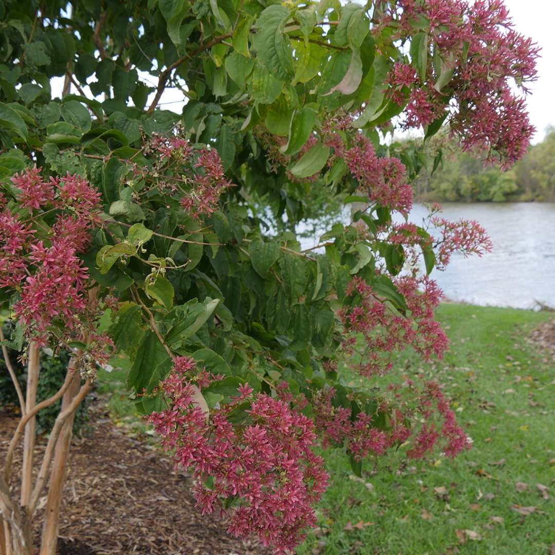 Temple of Bloom Heptacodium heavy blooming in the landscape