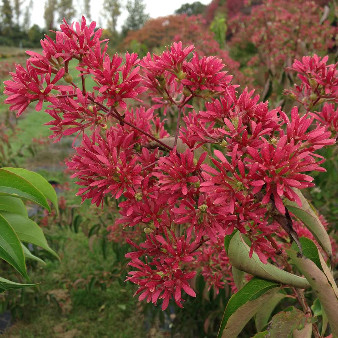 Close up of vibrant pink Temple of Bloom Heptacodium blooms