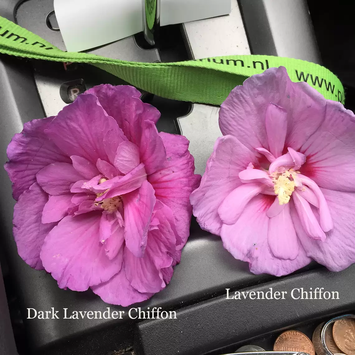 Dark Lavender Chiffon rose of sharon flower color compared to Lavender Chiffon rose of sharon