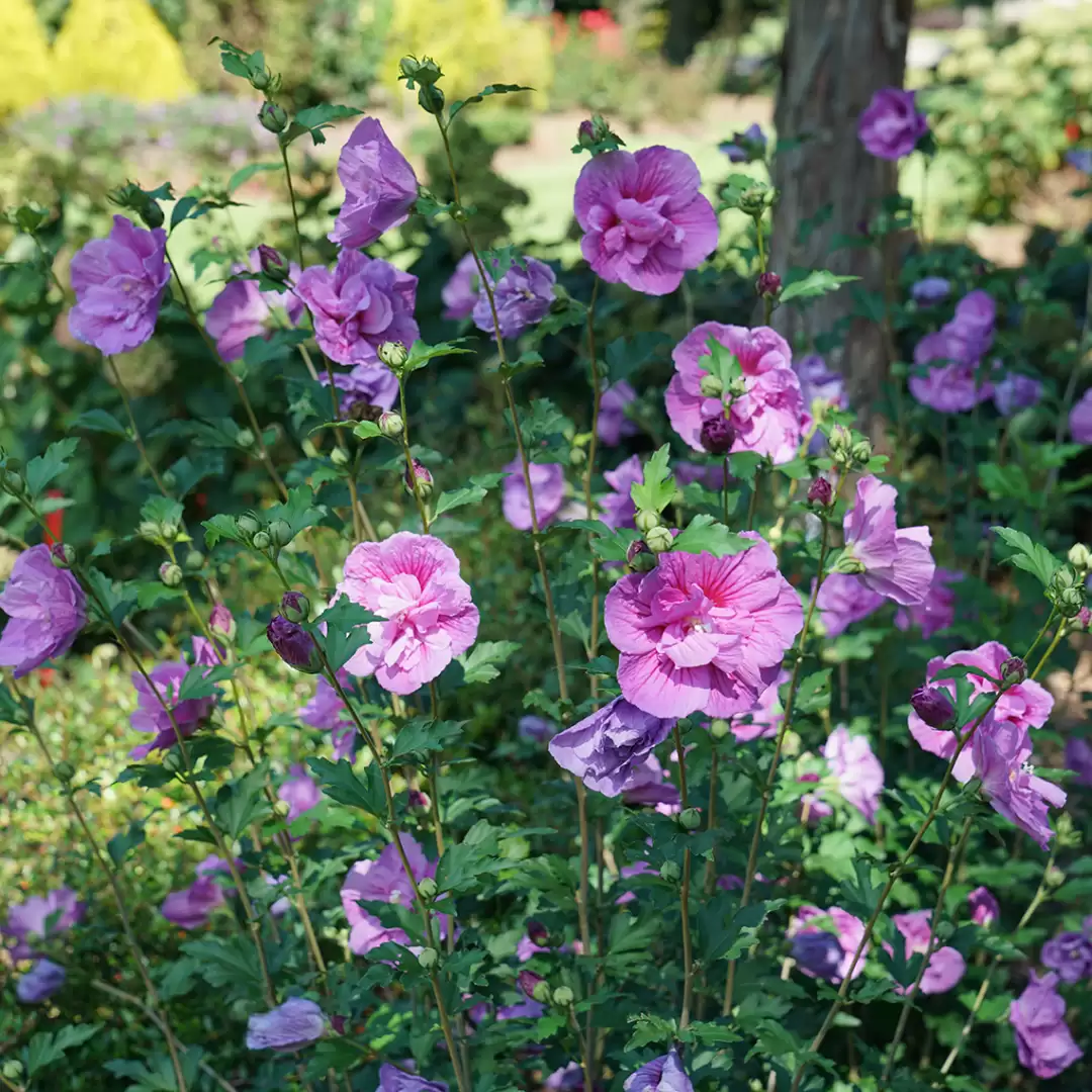 Dark Lavender Chiffon hibiscus full habit