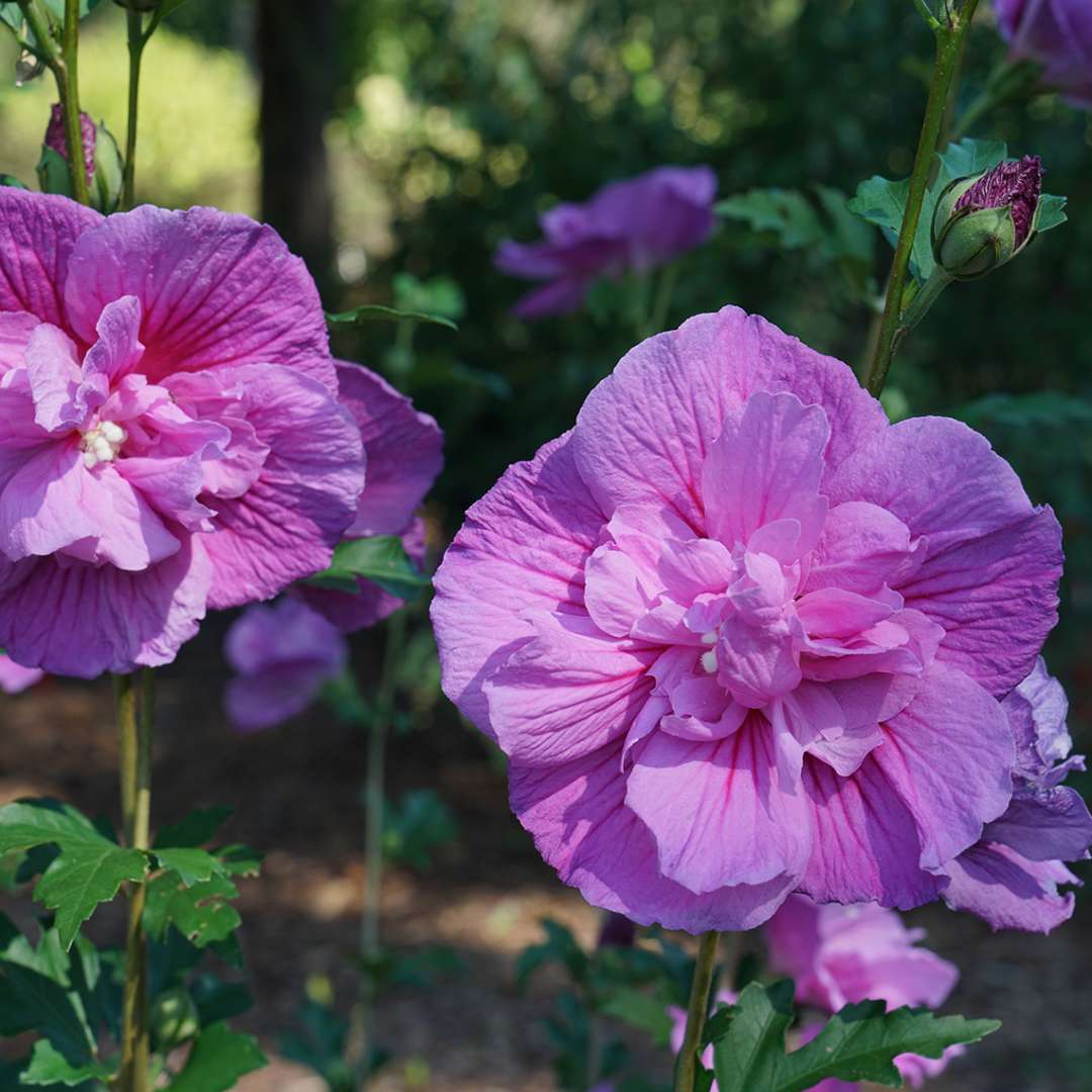 Dark Lavender Chiffon rose of sharon large purple flowers