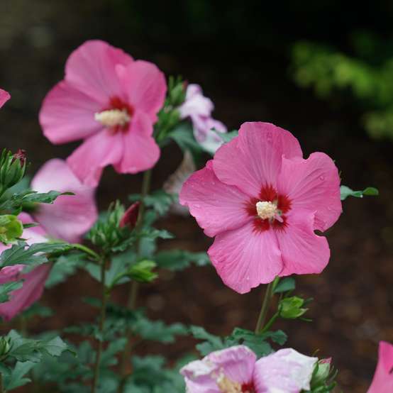 Paraplu Rouge rose of sharon's bright blooms with stunning dark red center