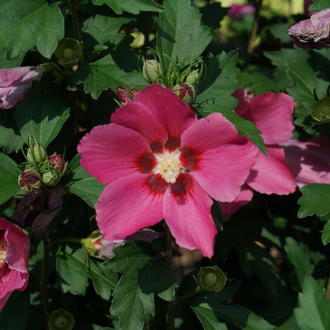 Close up of Paraplu Rouge rose of sharon's reddish-pink bloom