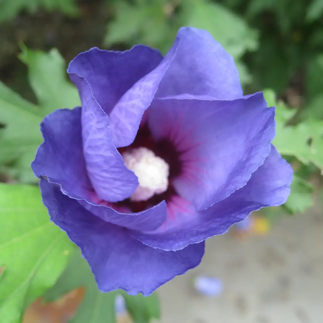 Azurri Blue Satin Hibiscus | Spring Meadow - wholesale nursery