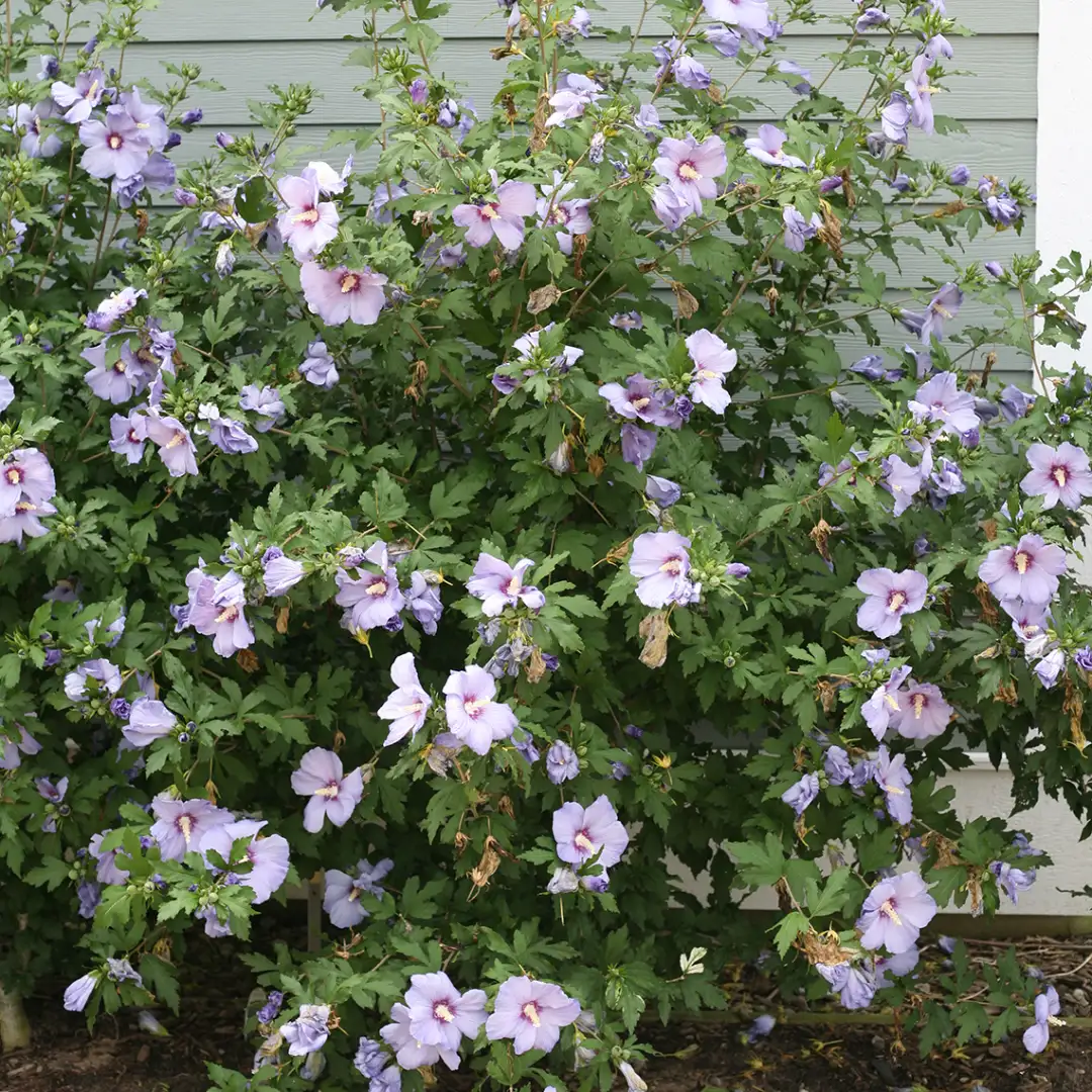 空色ローズとホワイトローズとくすみ系ブルーリボンのラインパール入豪華リース♪♪☆ Azurri Blue Satin Hibiscus | Spring Meadow - wholesale nursery