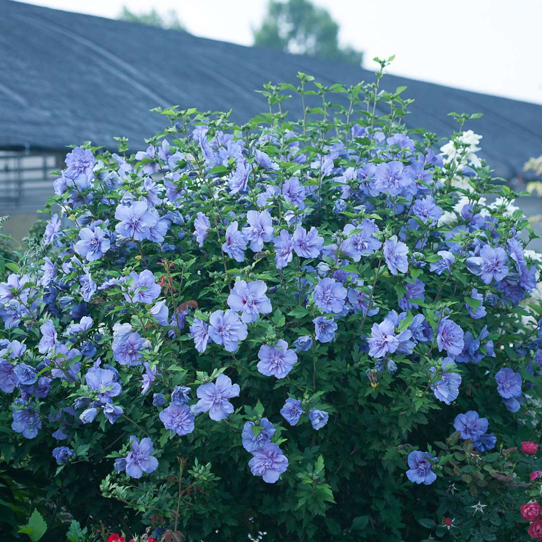 Heavy blooming Blue Chiffon Hibiscus with greenhouse in the background