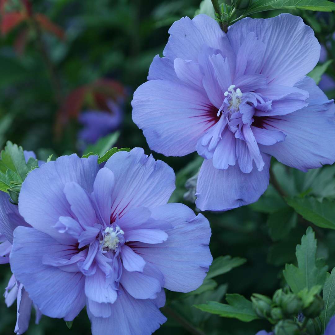 Close up of Blue Chiffon Hibiscus elegant blue blooms