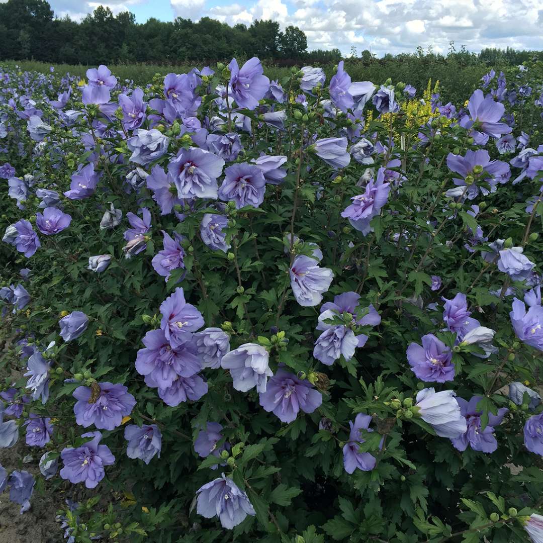 Heavy blooming Blue Chiffon rose of sharon in field