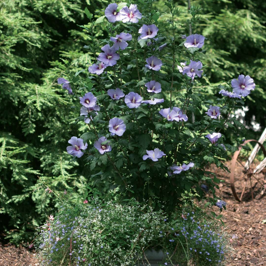 A medium sized specimen of Blue Satin rose of Sharon planted in a large decorative container