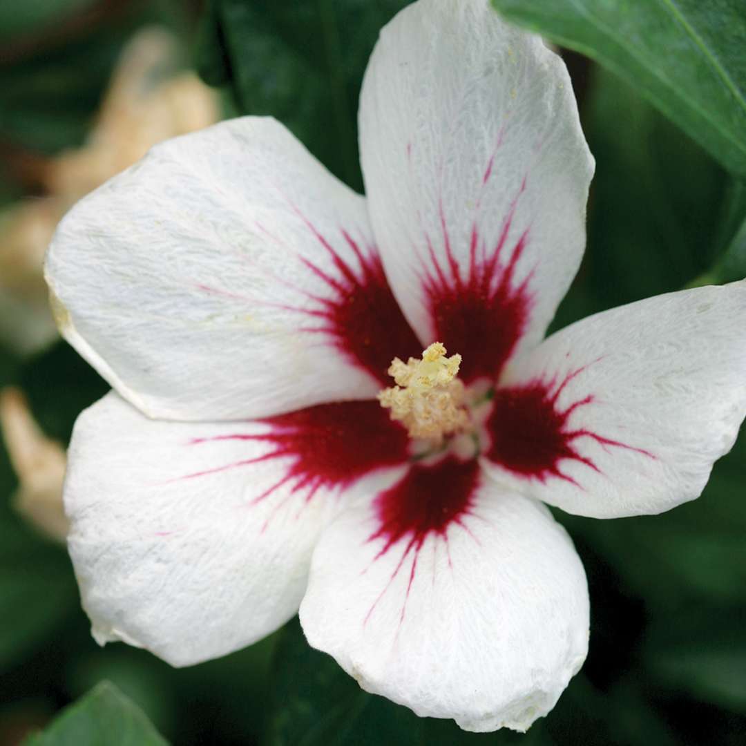 Close up of white and red Lil Kim Hibiscus bloom