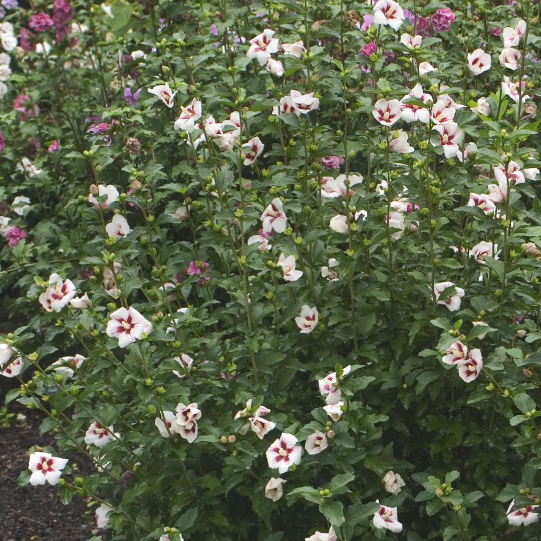 Abundant Lil Kim Hibiscus blooms in the landscape