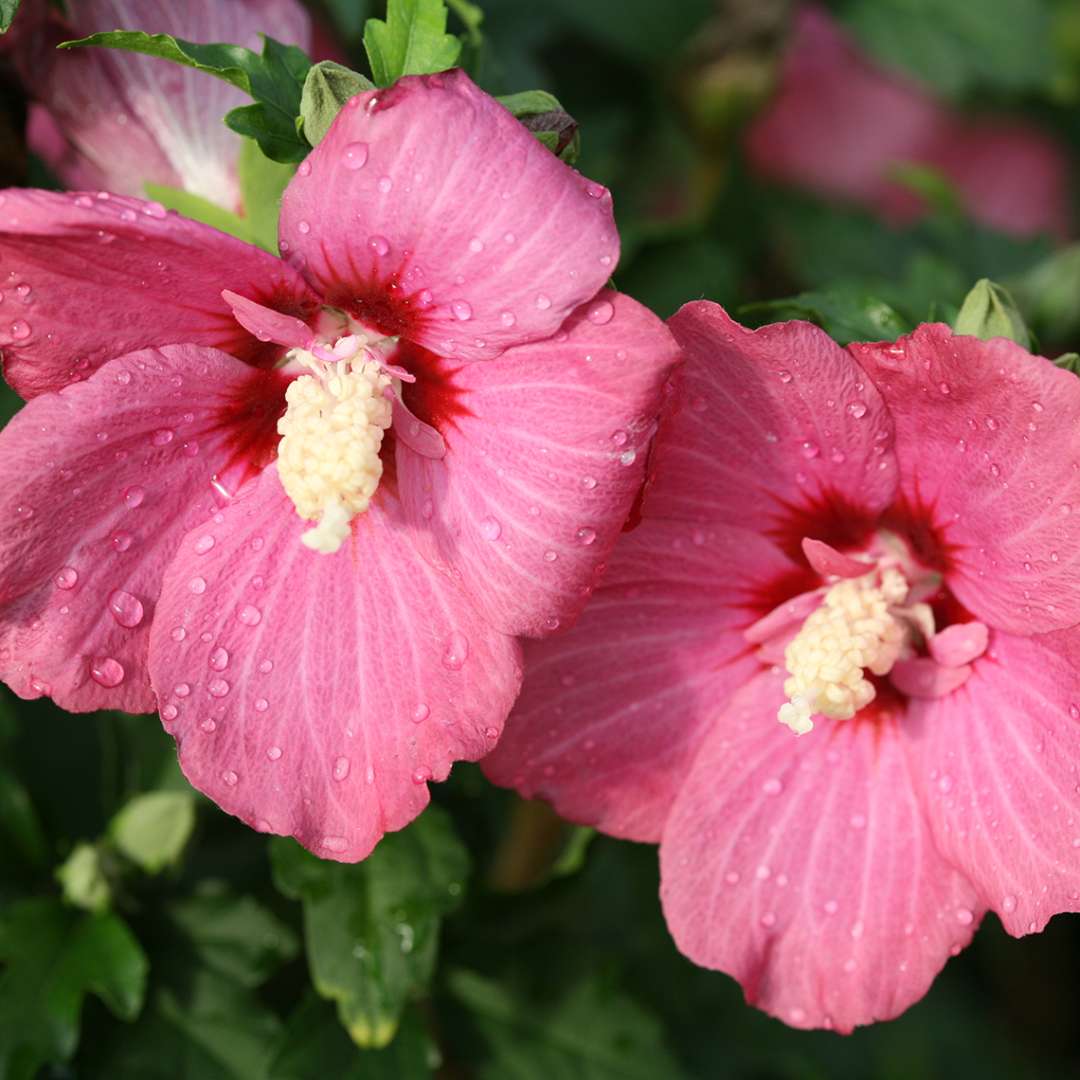 Close up of two Lil Kim Red Hibiscus deep rosy-red blooms