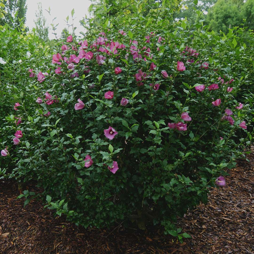 Lil Kim Red Hibiscus blooming in a bed of mulch