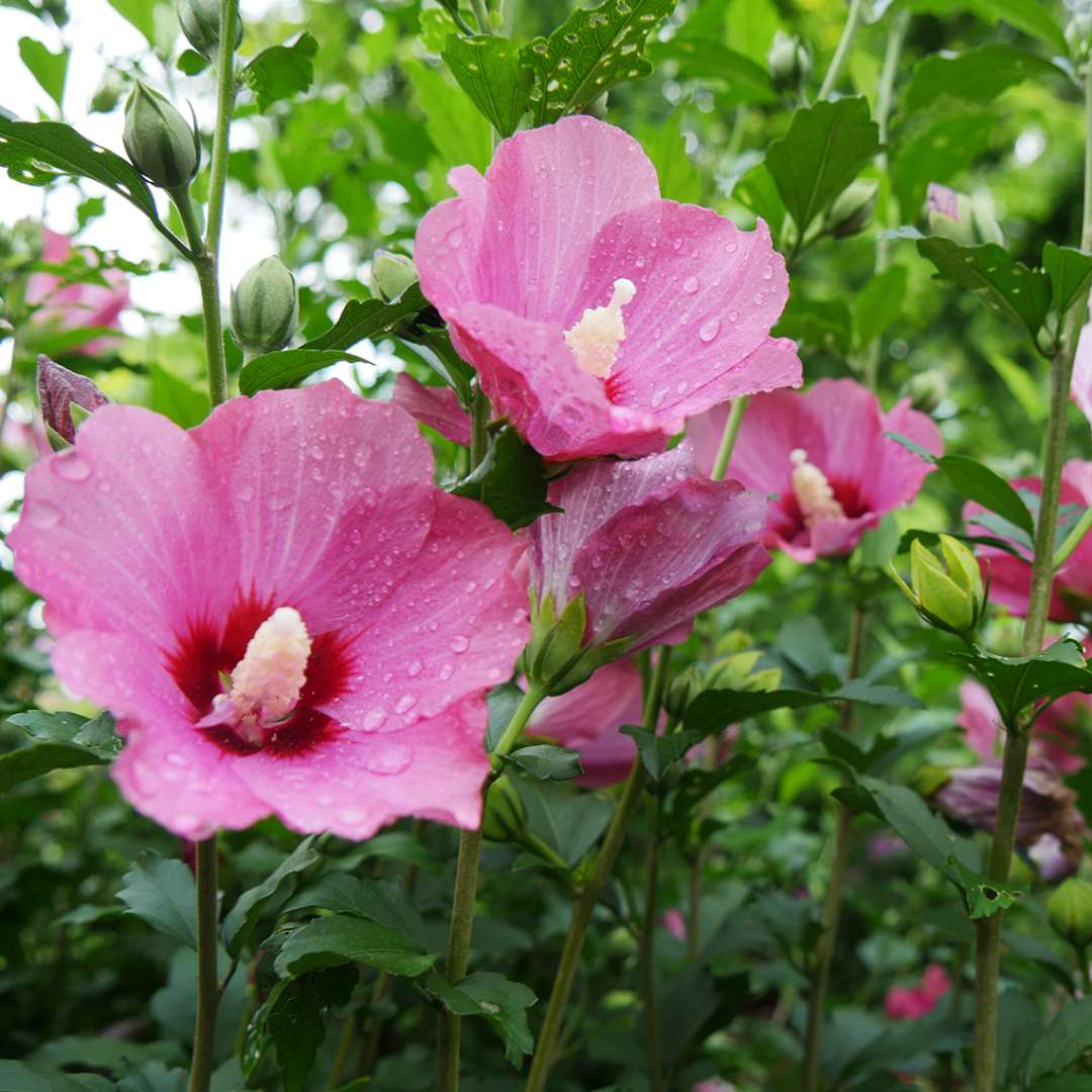 Close up of vibrant pink and red Lil Kim Red Hibiscus blooms dotted with droplets of water