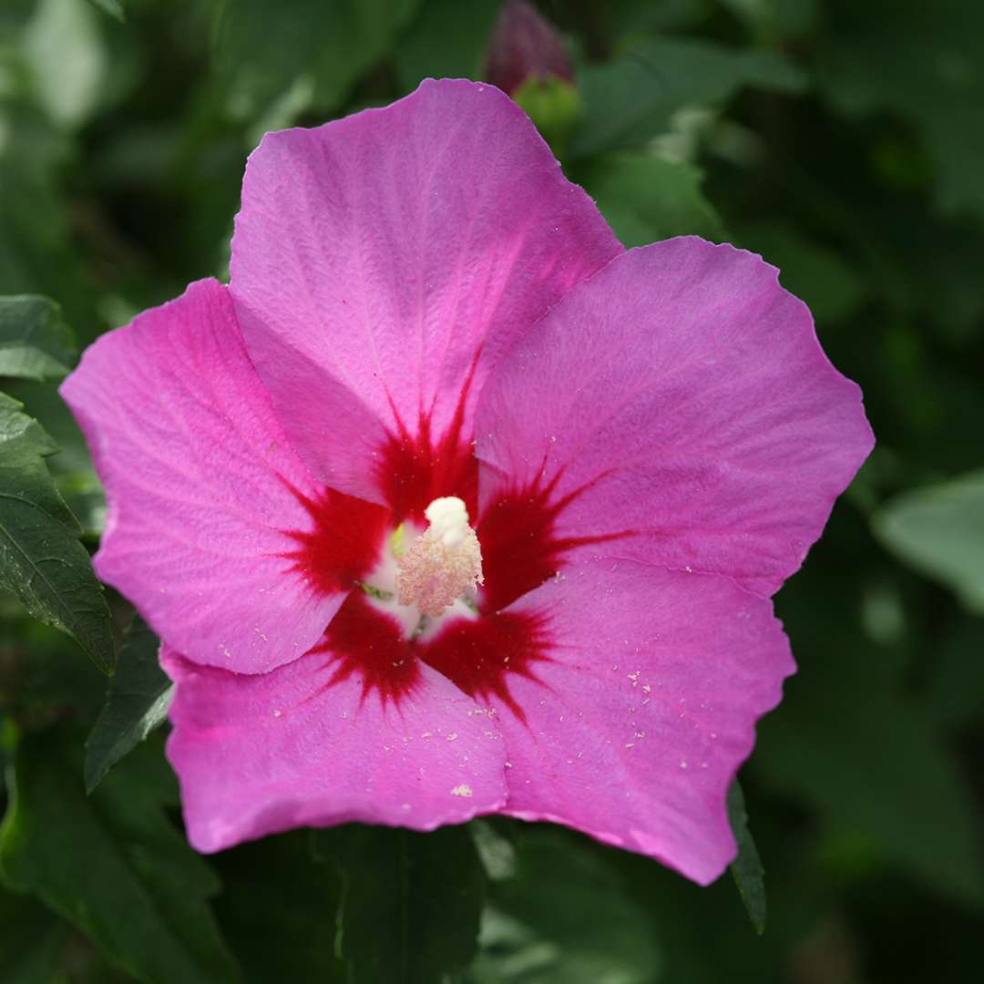 Close up of Lil Kim Violet Hibiscus plum-violet bloom with a red eye