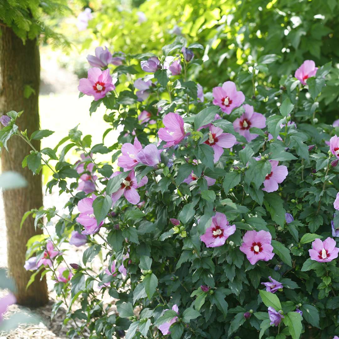 Heavy blooming Lil Kim Violet Hibiscus next to tree