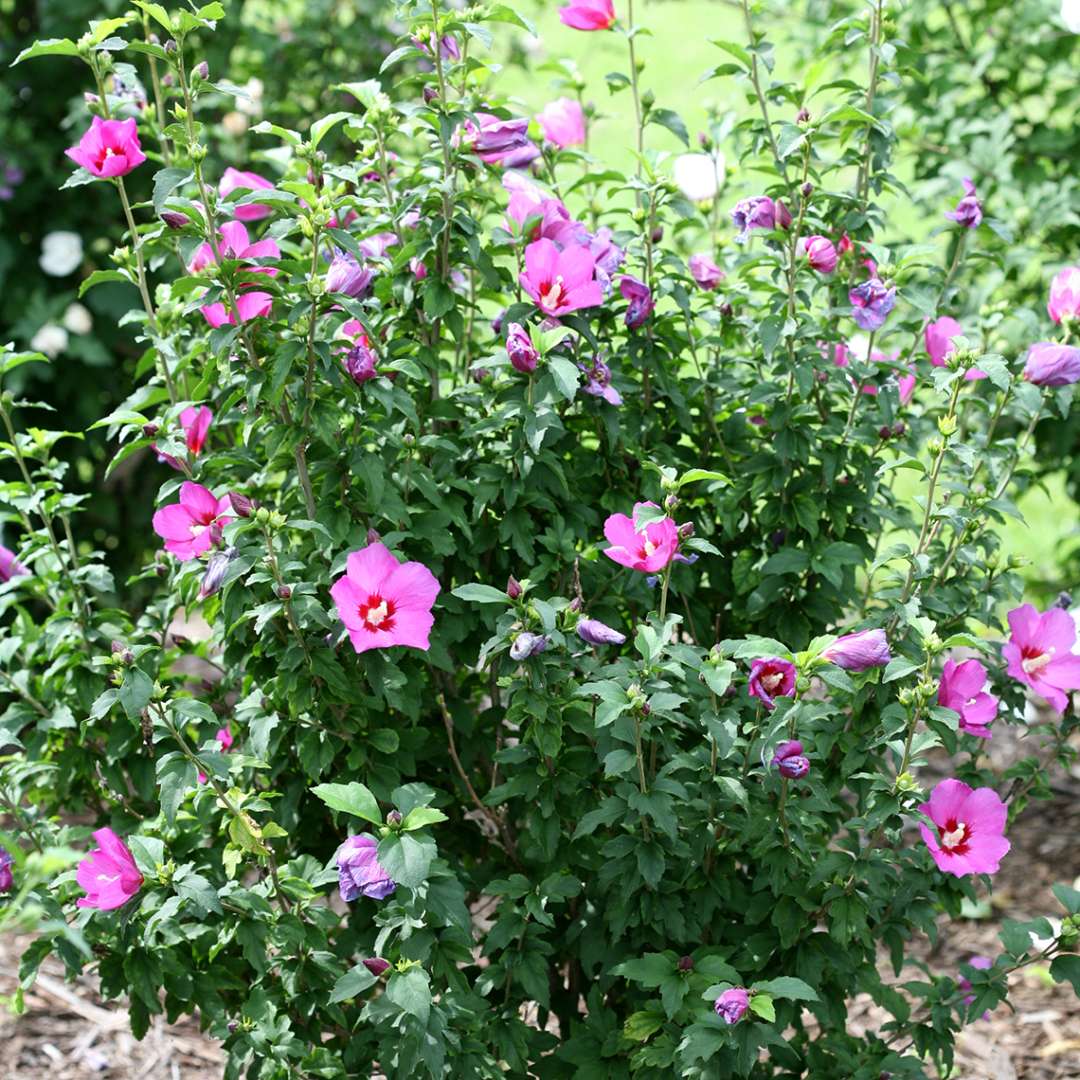 Lil Kim Violet Hibiscus blooming in the landscape