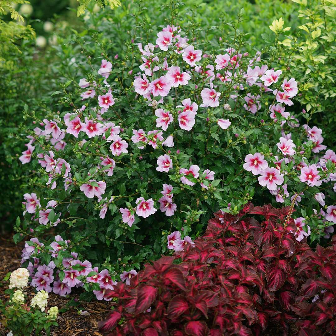 Orchid Satin Hibiscus heavily blooming in the landscape