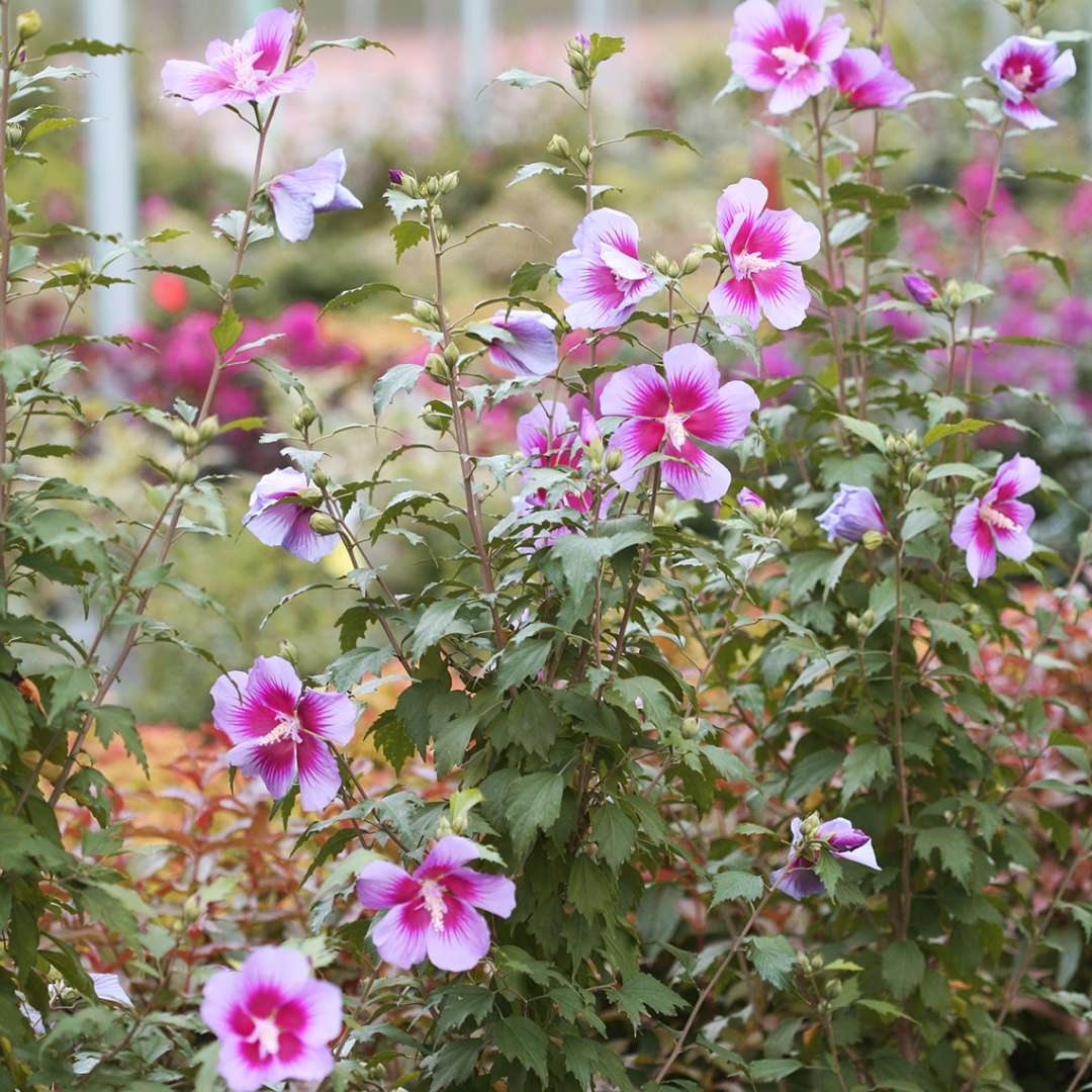 Orchid Satin Hibiscus blooming in the greenhouse