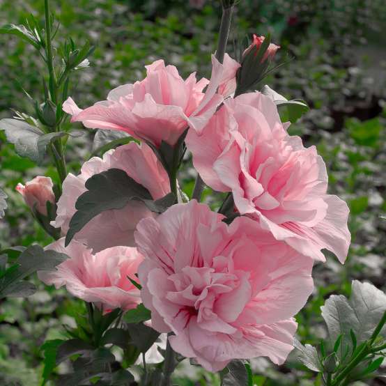 Heavy bloom set on Pink Chiffon Hibiscus