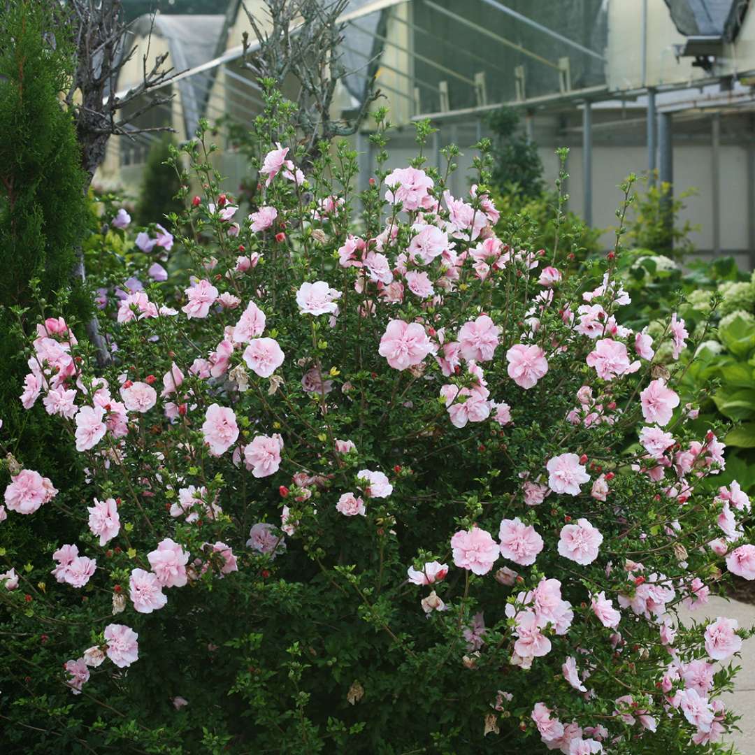 Pink Chiffon rose of sharon heavily blooming next to a sidewalk with greenhouses in the background