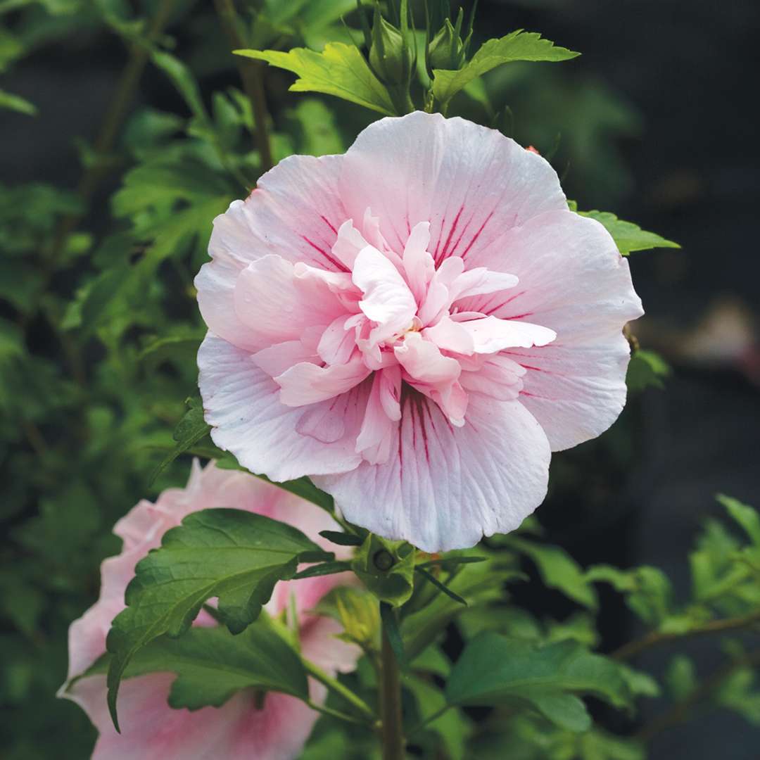 Close up of Pink Chiffon Hibiscus bloom