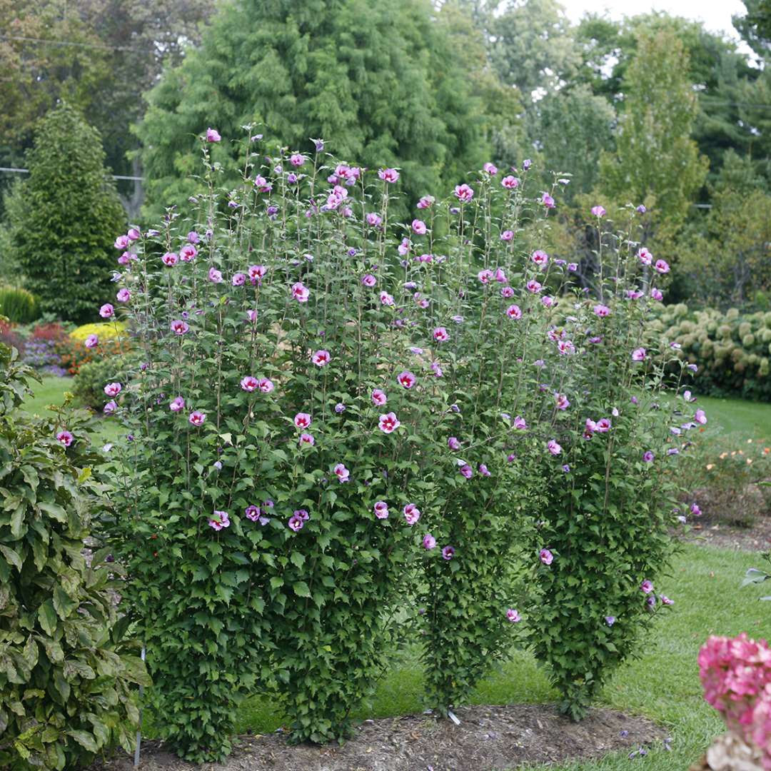 Four Purple Pillar rose of Sharon in a lush landscape showing their distinctive narrow columnar habit