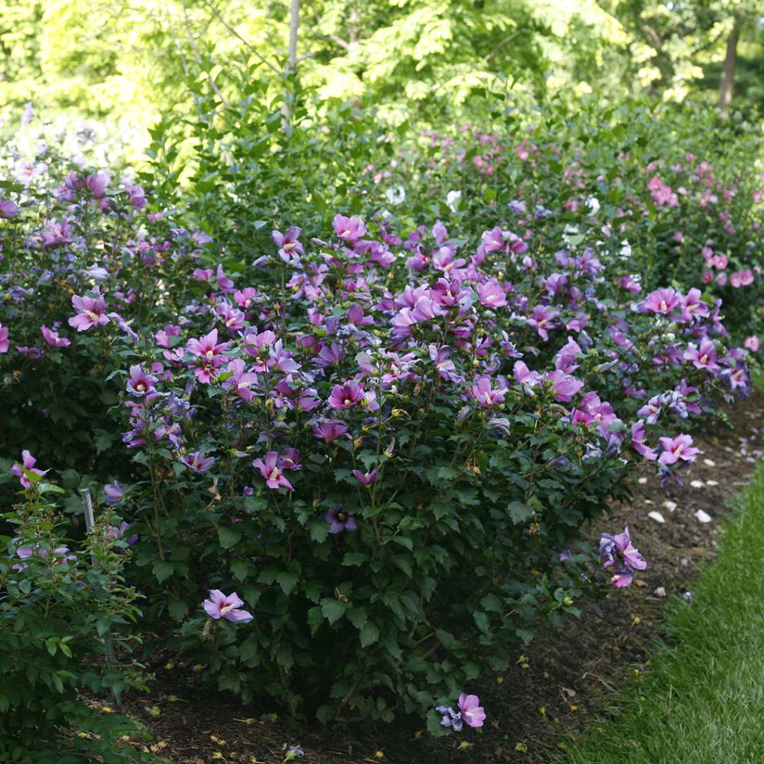 Purple Satin Hibiscus heavy blooming in the landscape