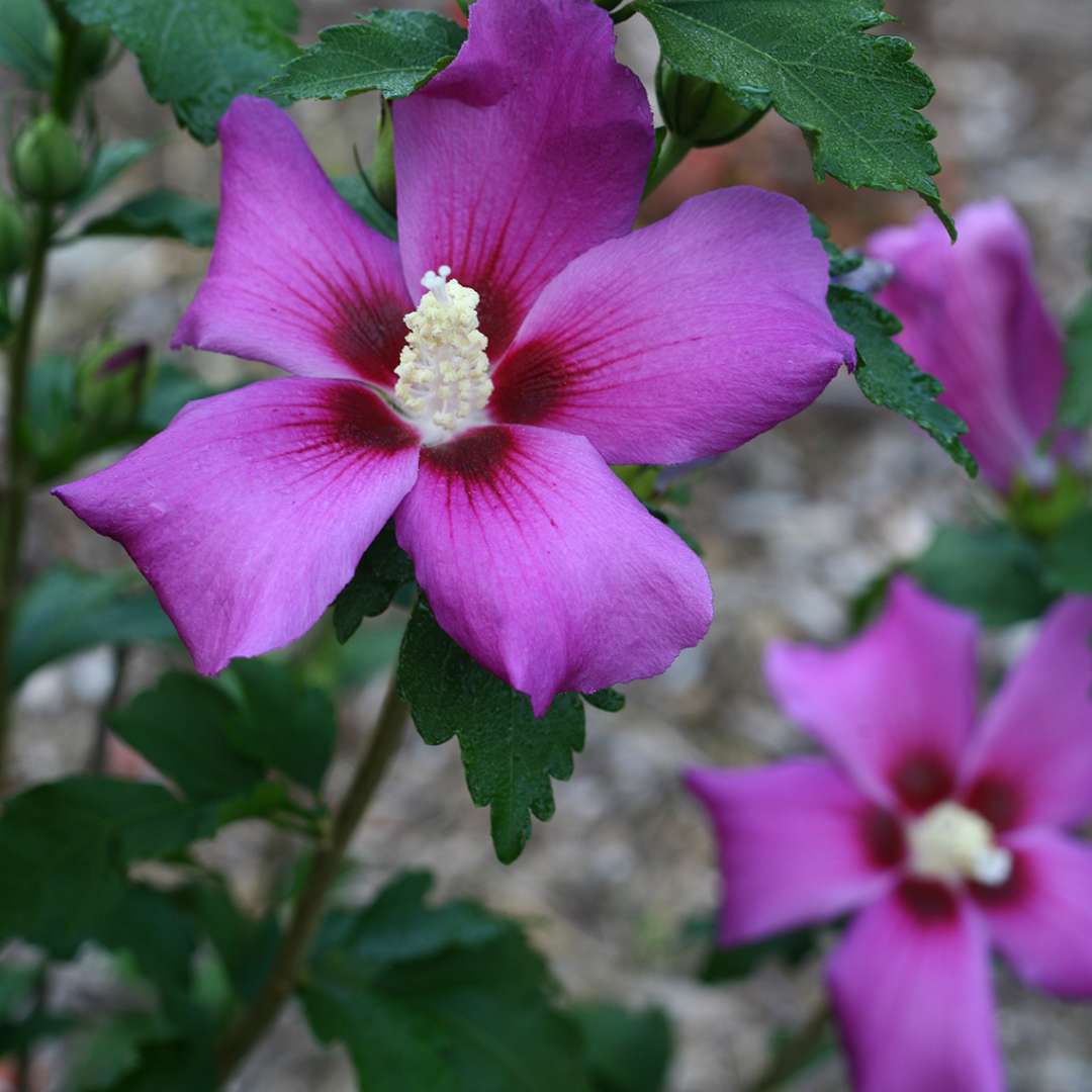 Close up of Purple Satin Hibiscus blooms