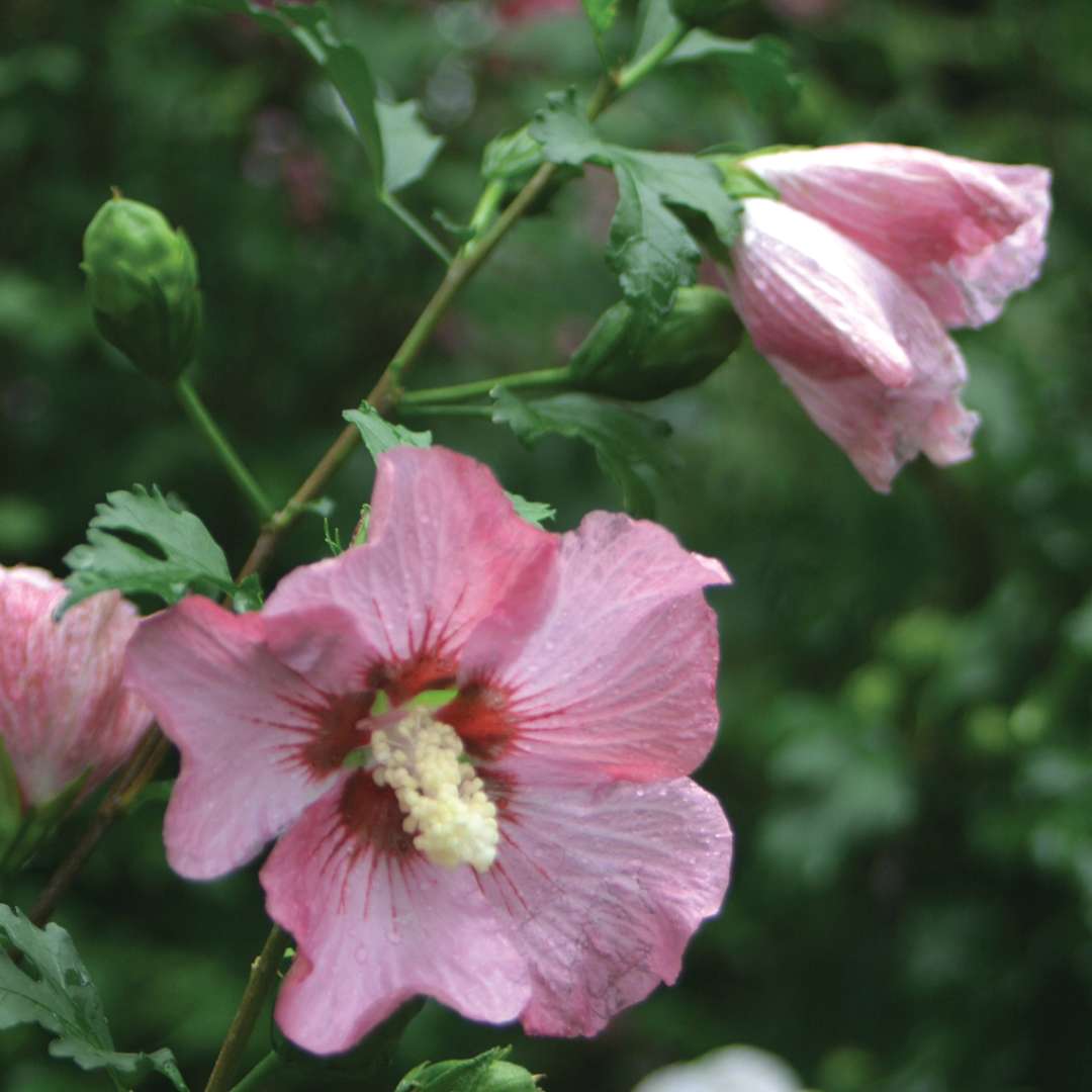 A bloom of rosy pink Rose Satin rose of Sharon with a bud emerging above it