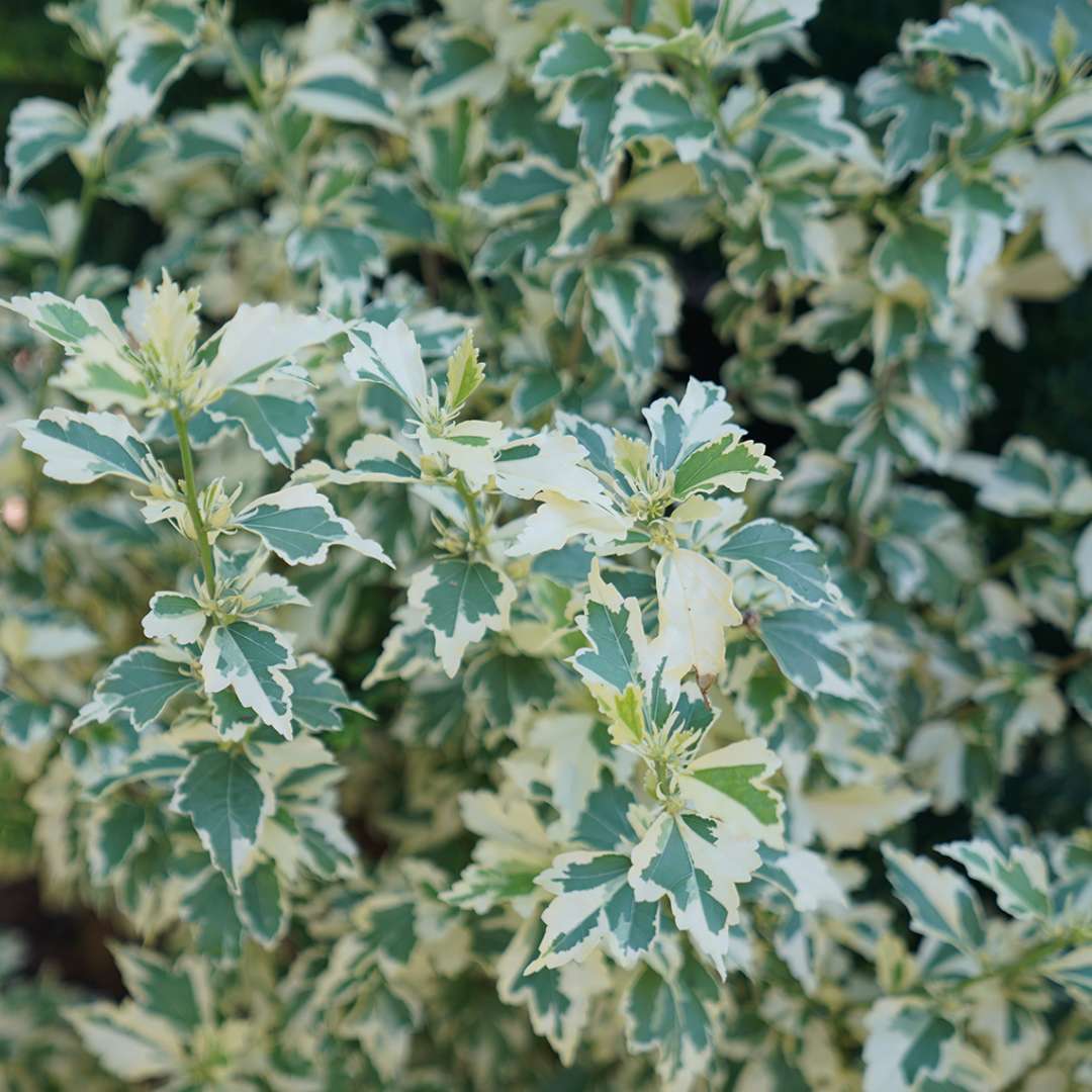 Close up of variegated Sugar Tip rose of sharon foliage