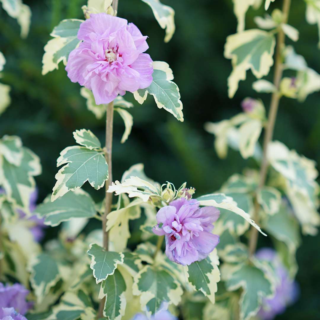 Close up of light purple Sugar Tip Gold Hibiscus bloom with variegated foliage