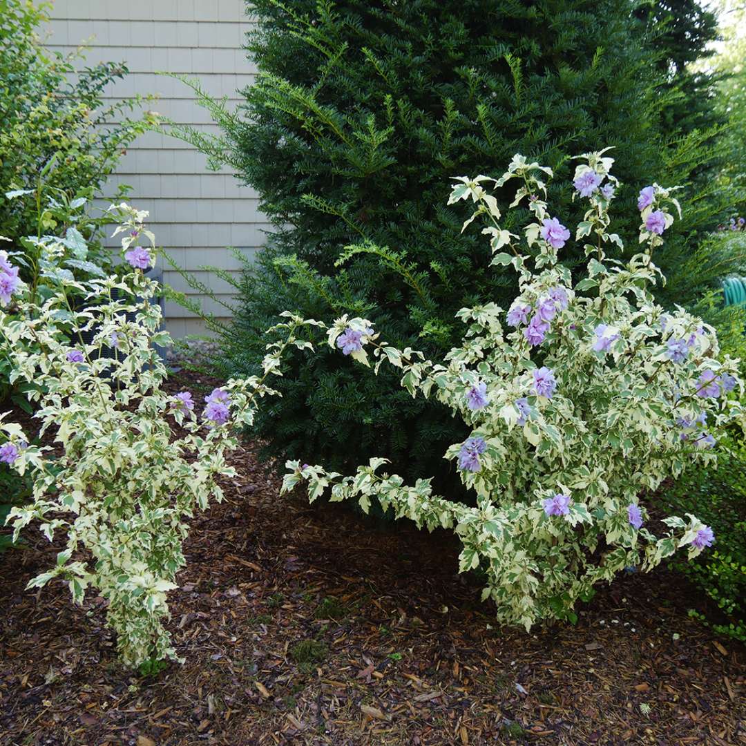 Sugar Tip Gold Hibiscus blooming in the landscape with variegated foliage