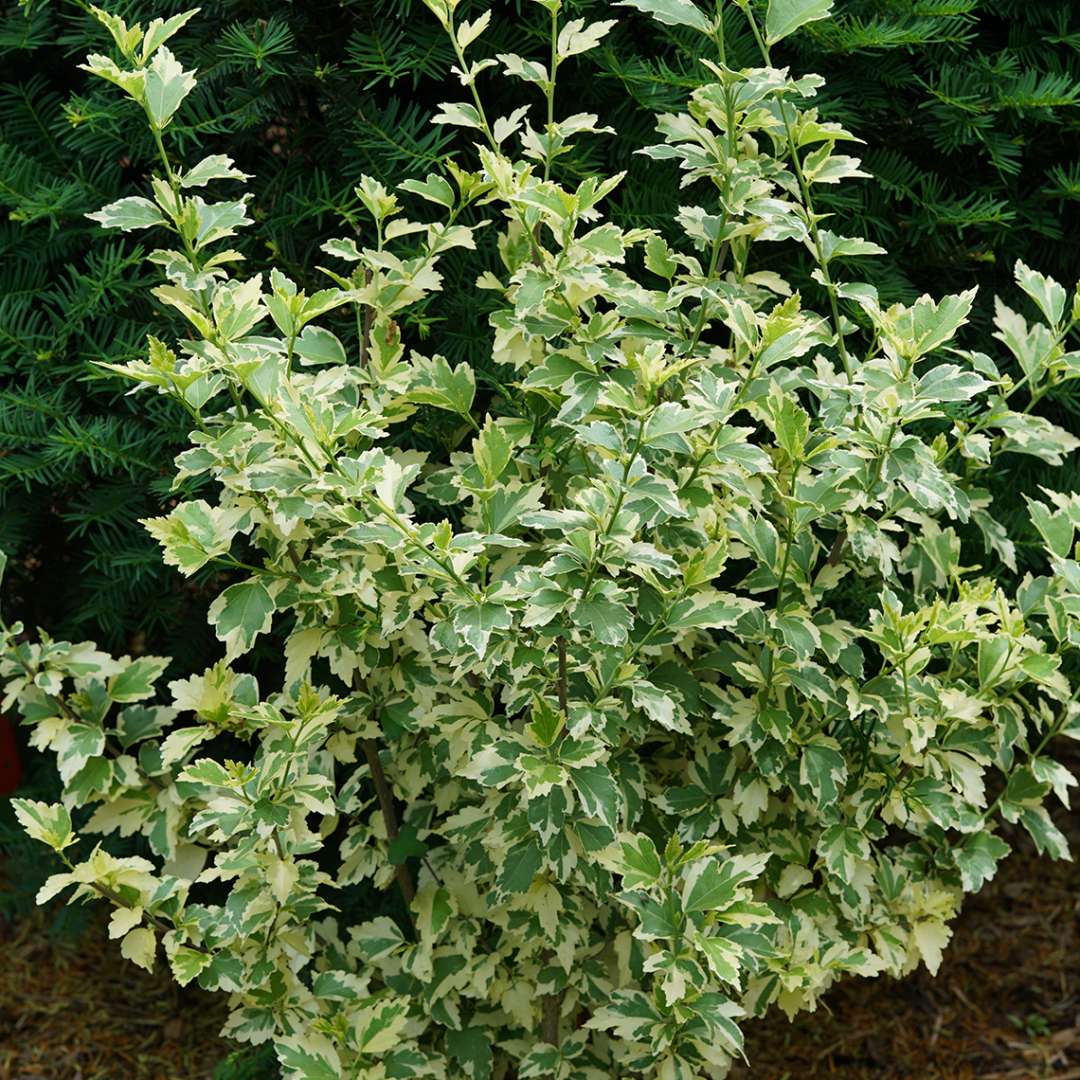 Sugar Tip Gold Hibiscus variegated foliage